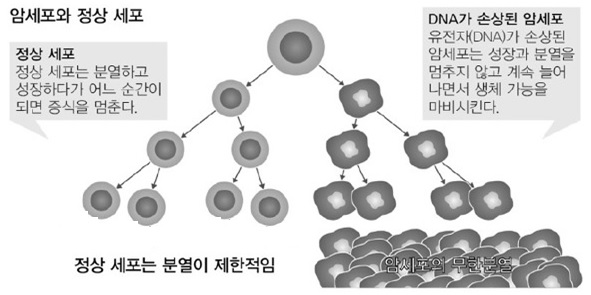 암(cancer, 癌)의 증상, 예방, 진단, 치료 : 네이버 블로그