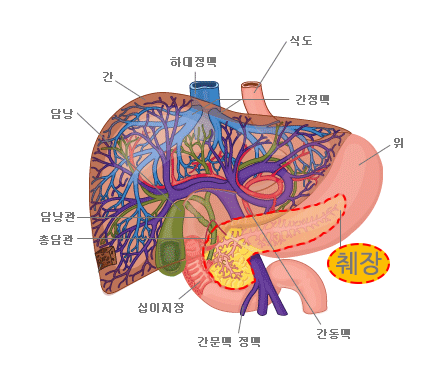 췌장의구조와 기능과작용 : 네이버 블로그