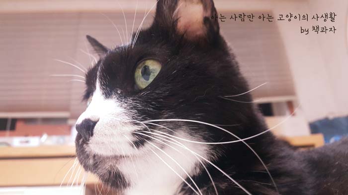 까치통신 이미지