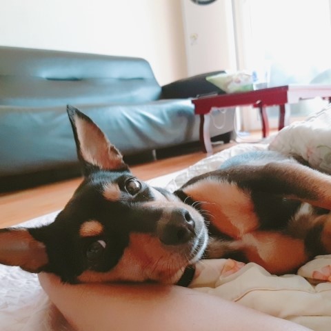 (주) 견공본가 이미지