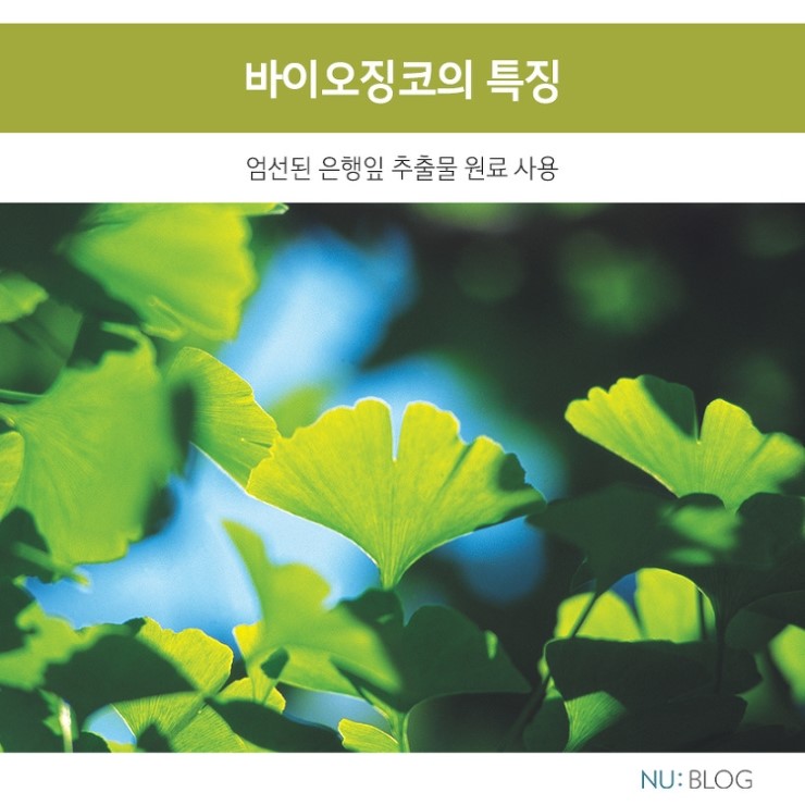 징코바이오 이미지