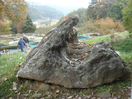 치악산송어횟집 이미지