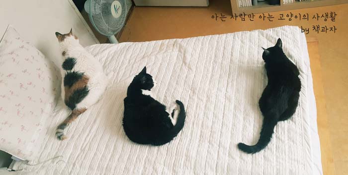 까치통신 이미지