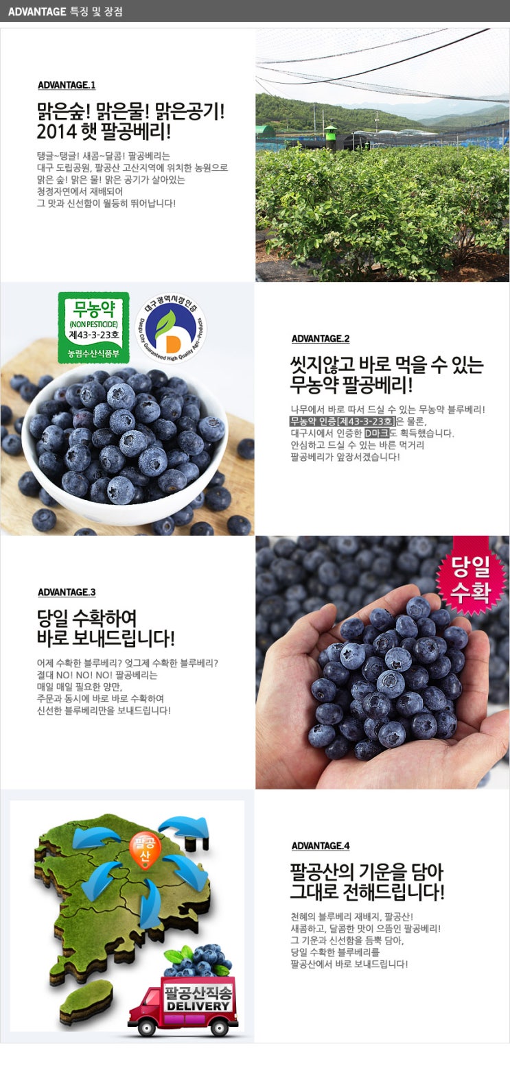 블루베리디자인 이미지