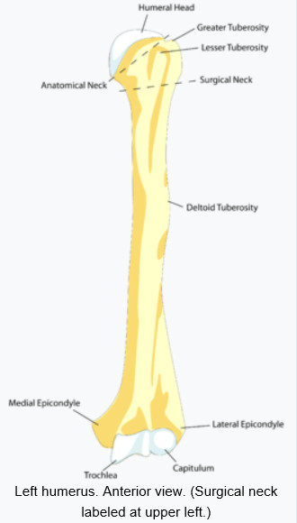 Anatomical Neck Of Humerus - slide share