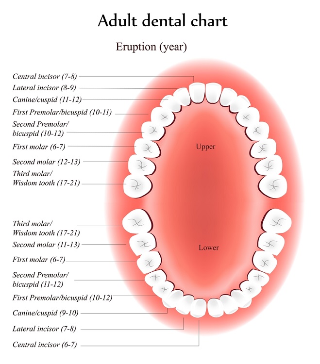    Tooth Names M 