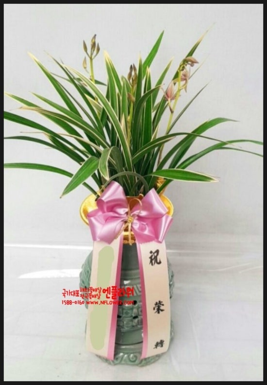 국가대표꽃배달엔플라워 이미지