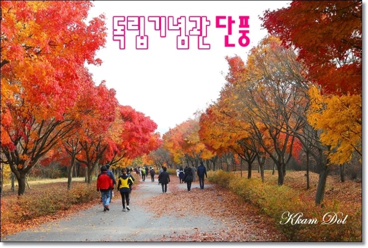 단풍나무 이미지