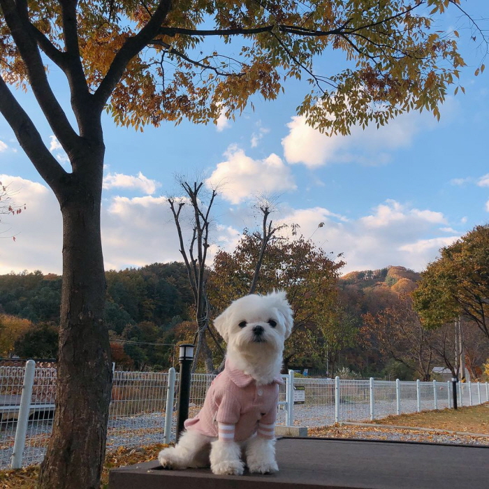 도그버디 이미지