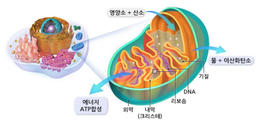 판크 이미지