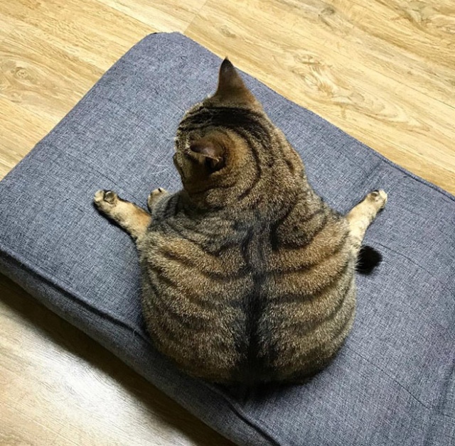 동글동글 이미지