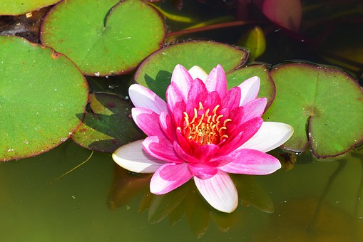 사랑문구 이미지