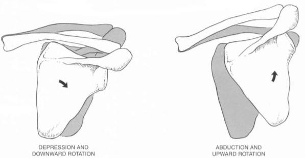 [안산 중앙동 필라테스] 견갑골의 상방회전(Upward rotation of Scapula)과 하방회전(Downward ...