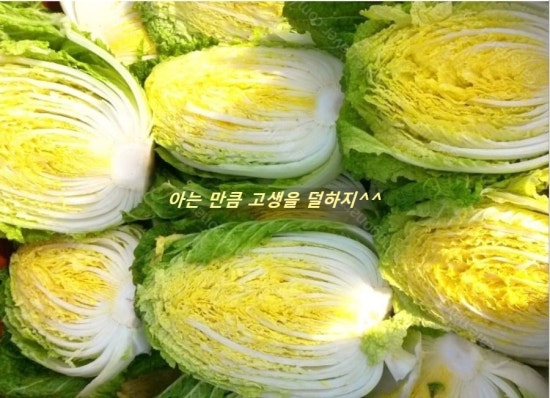 배추 1포기 무게 김치 1포기의 무게 절임 배추 20 kg 1박스 배추 포기수 : 네이버 블로그
