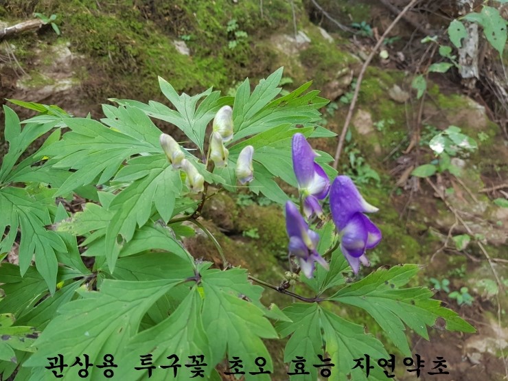 투구꽃 이미지