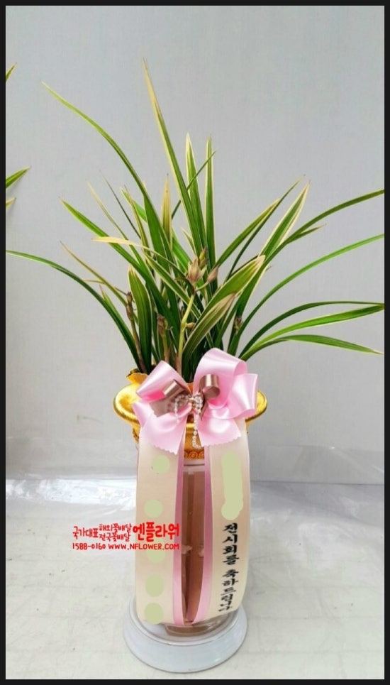 국가대표꽃배달엔플라워 이미지