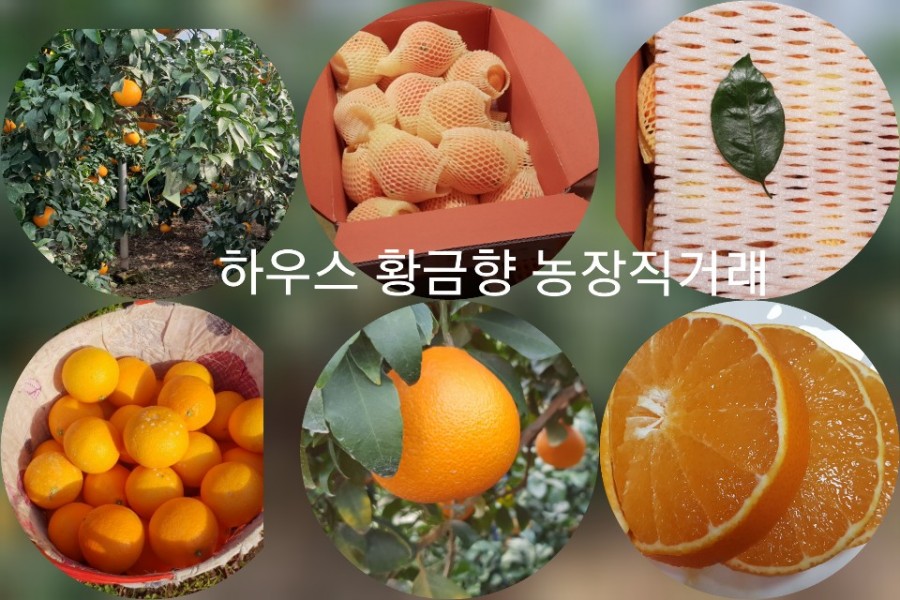 황금향 이미지