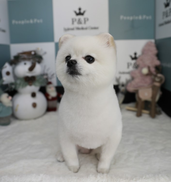 피엔피PC 이미지
