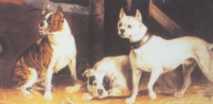 불독(bulldog) 이미지