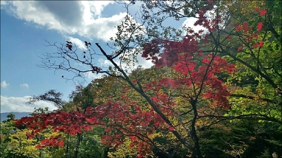오니부스 이미지