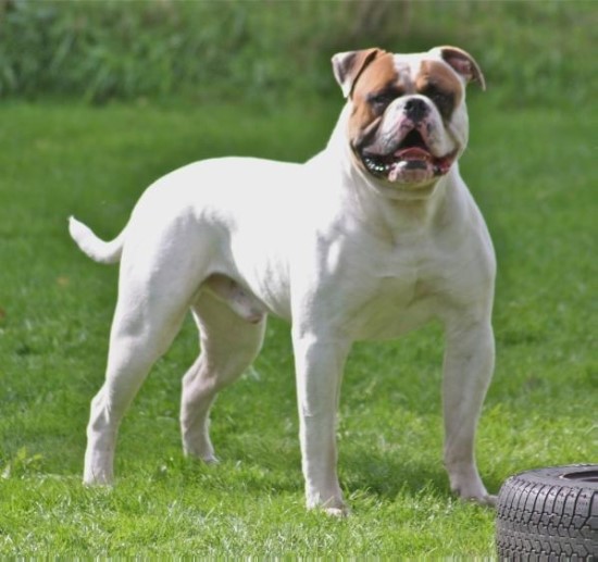 불독(bulldog) 이미지