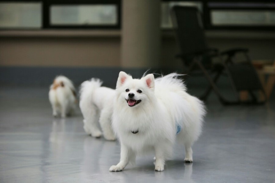 탁이네 이미지