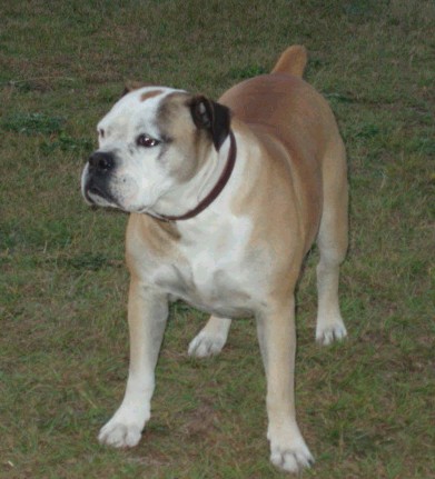불독(bulldog) 이미지