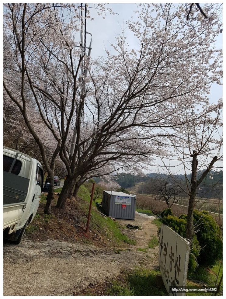 개나리꽃농원 이미지