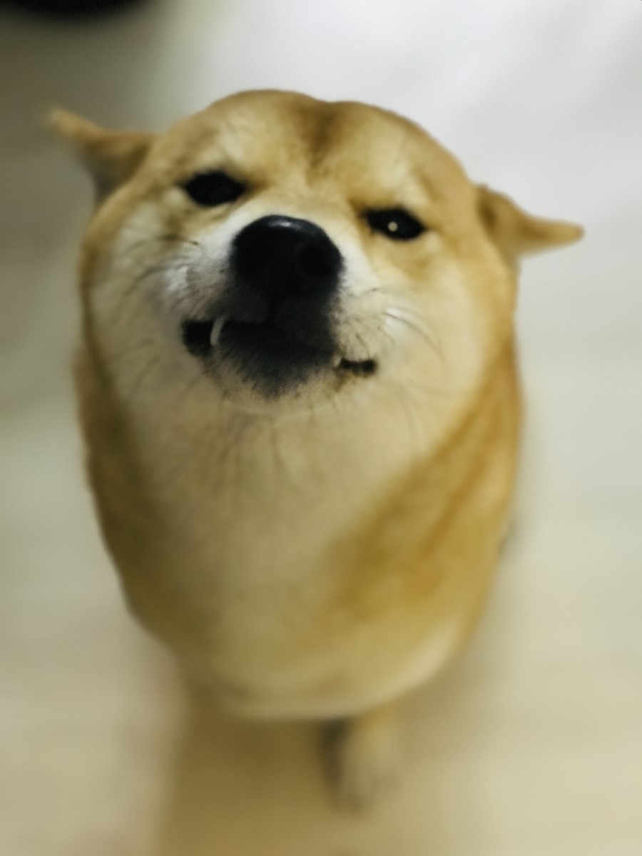 퍼플비 이미지