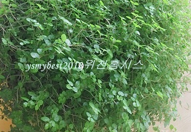 김진한식부페 이미지