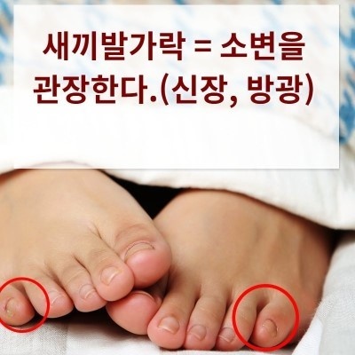 다섯발가락 이미지