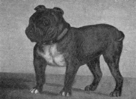 불독(bulldog) 이미지