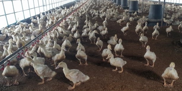 (사)한국장애인농축산기술협회 이미지