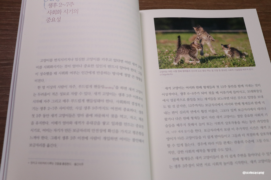 슬기로운다묘생활_(17).JPG