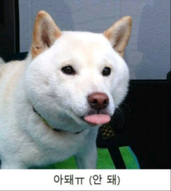 오떡순 이미지