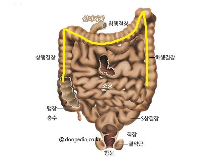 장(腸) 사용설명서 3> 모든 질병의 원인을 제공하는 횡행결장! : 네이버 블로그
