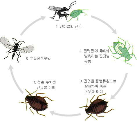 목화진딧물의 생태 및 방제 : 네이버 블로그