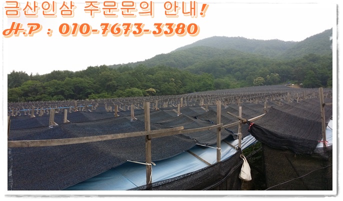 금산인삼직판장 이미지