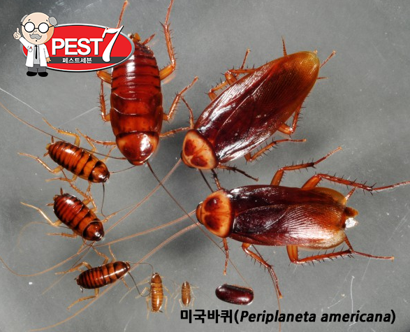 이질바퀴 (미국바퀴) : 네이버 블로그