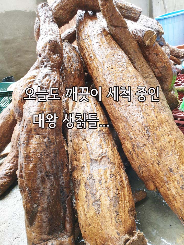산드리약초 이미지