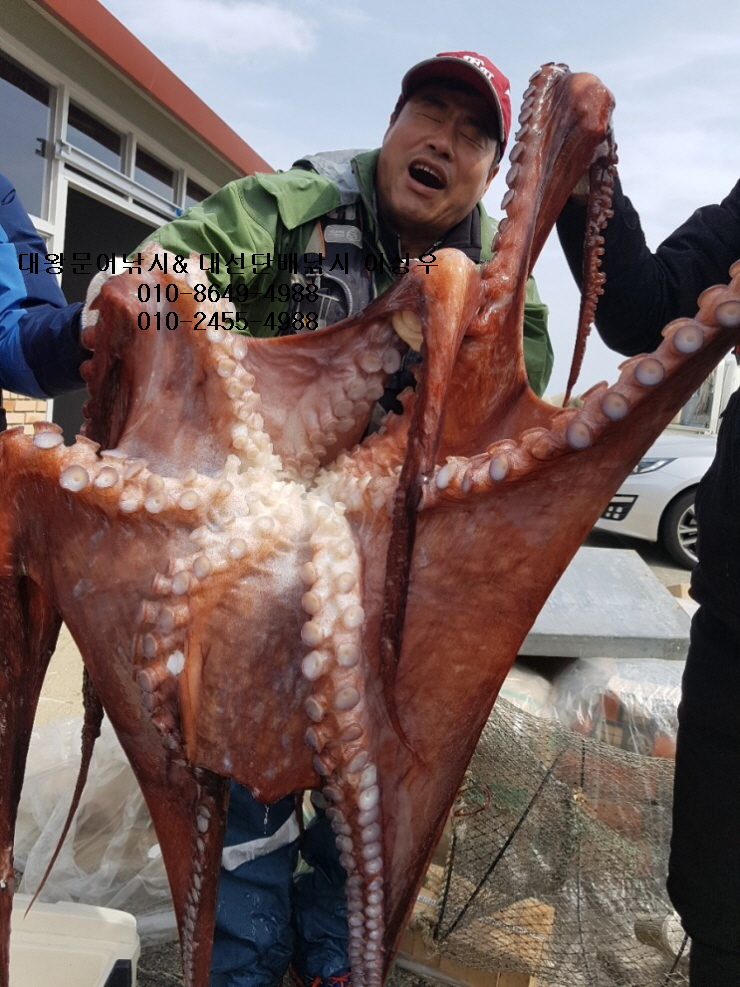 서해왕낚시 이미지
