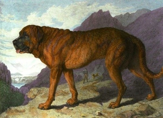도고(DOGO) 이미지