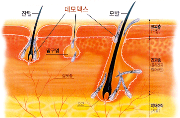 벨르스킨 이미지