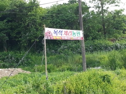 친환경체리 이미지