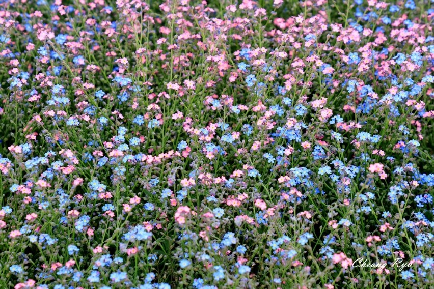 물망초forgetmenot 이미지