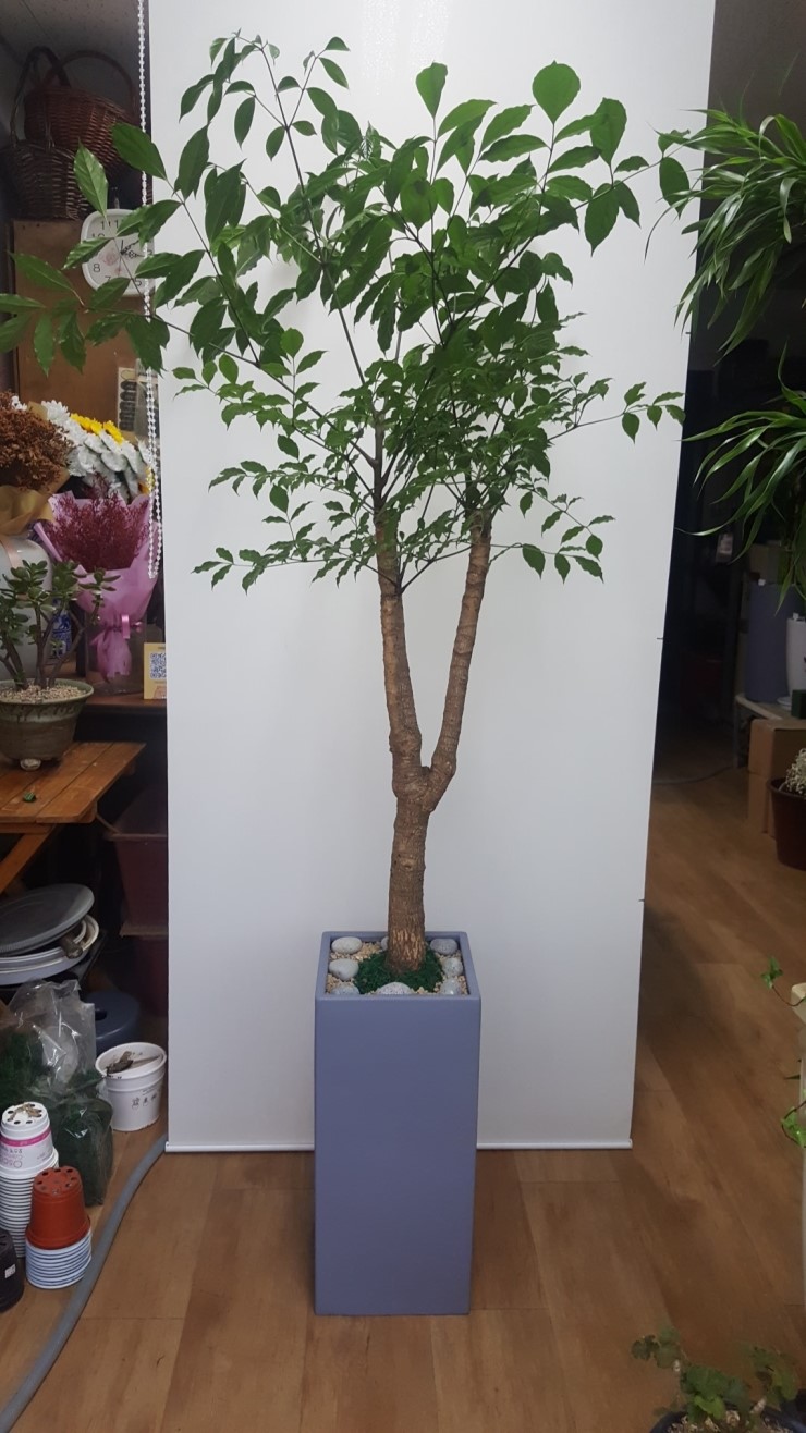 일일일잔 이미지
