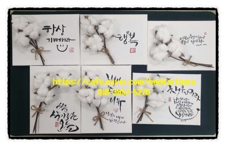 은평나비 이미지