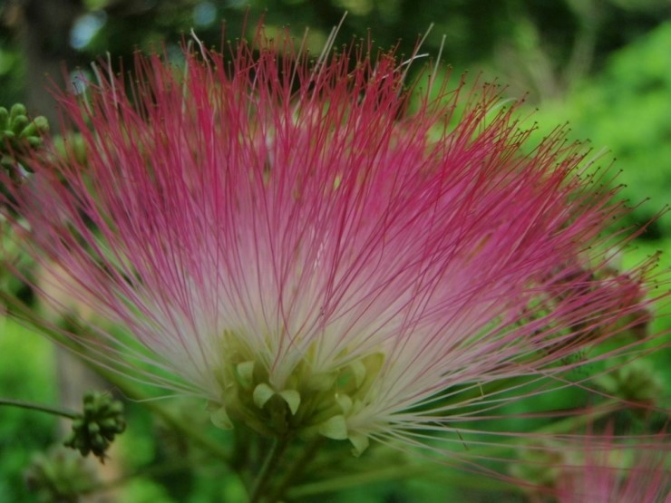 꽃과나무(Flower tree) 이미지