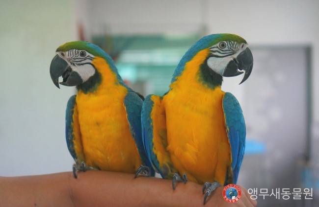 [앵무새분양] 착하고 순한 청금강앵무(마카우) 분양합니다. : 네이버 블로그