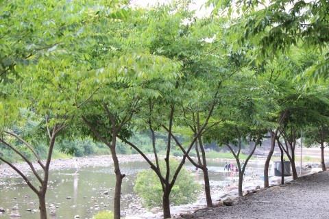 아로니아펜션 이미지